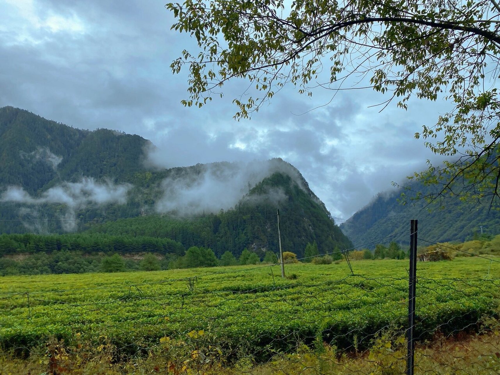 高原上品茶95 和先森从鲁朗自驾到波密途中,看路牌有个易贡茶场