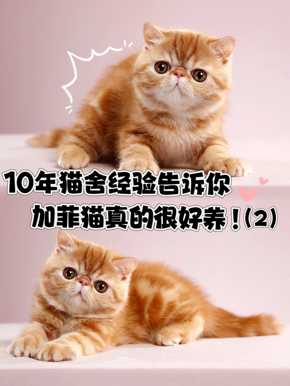 10年的加菲猫舍告诉你—加菲猫真的很好养2 继上一篇笔记97了后