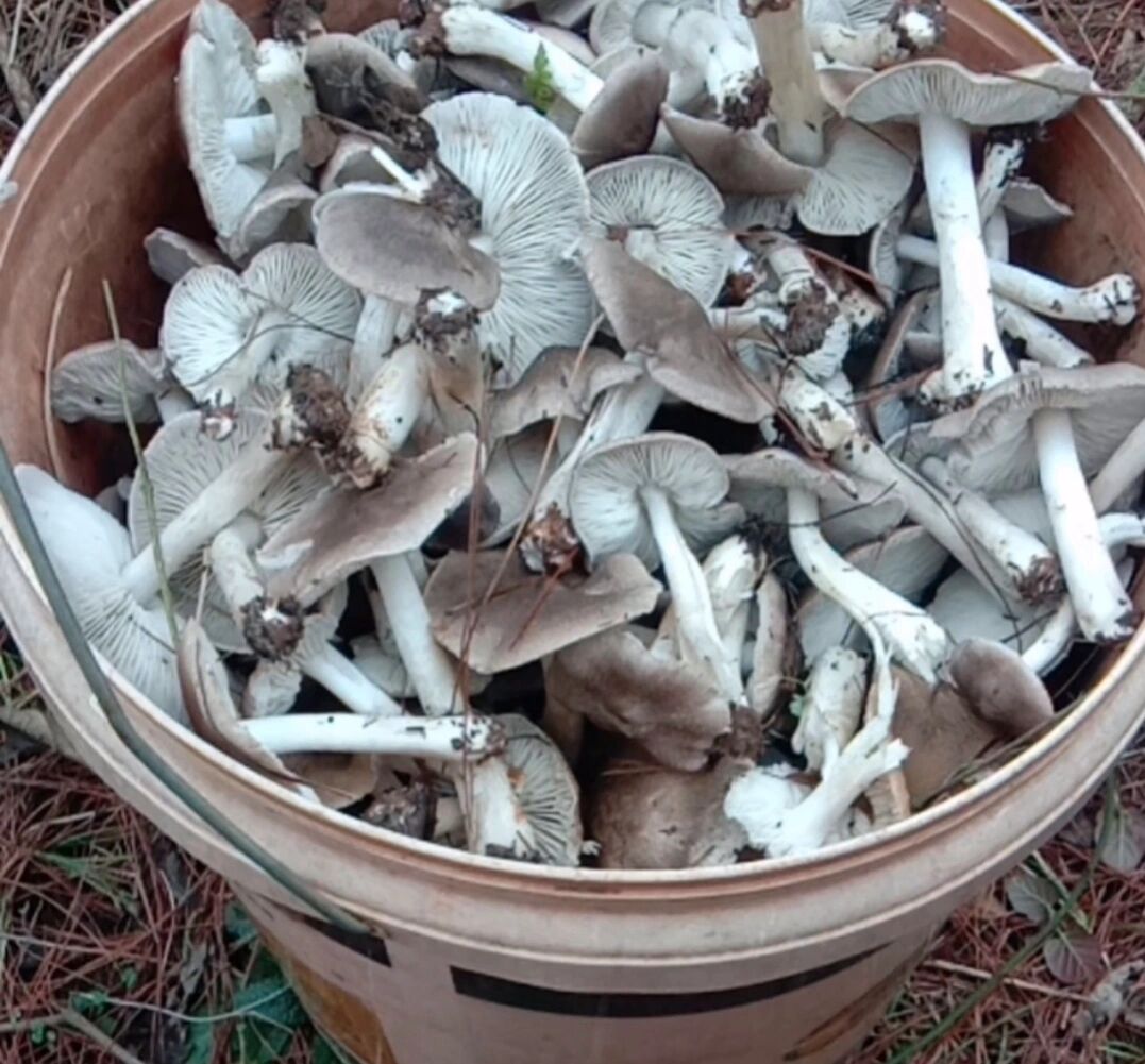 云南野生菌-小灰菌,灰蘑 俗称茅草菌,寒菌等,学名:粽灰口蘑