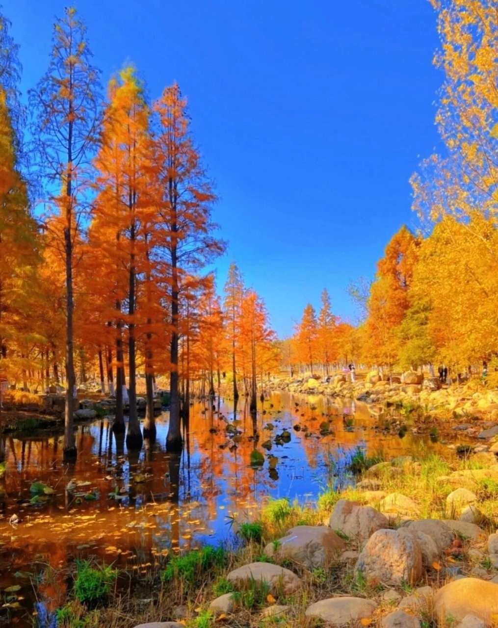 家门口的风景,周末遛娃好去处～ 导航:牟平区鱼鸟河公园