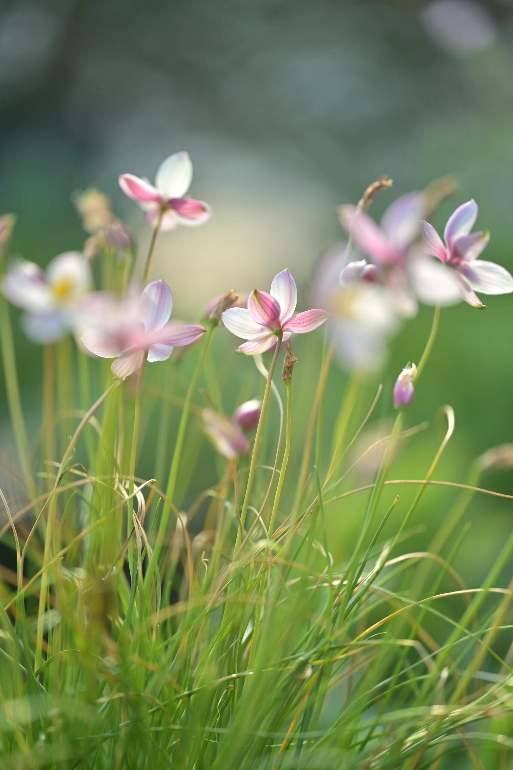 月光花