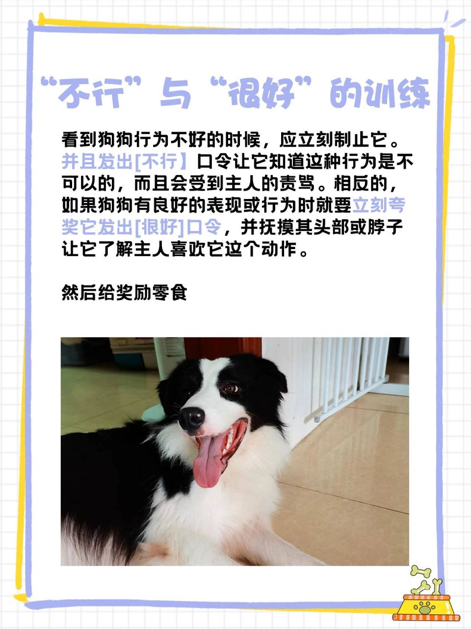 养边牧干货#边牧幼犬6大行为训练 边境牧羊犬训练方法,边牧训练教程 1