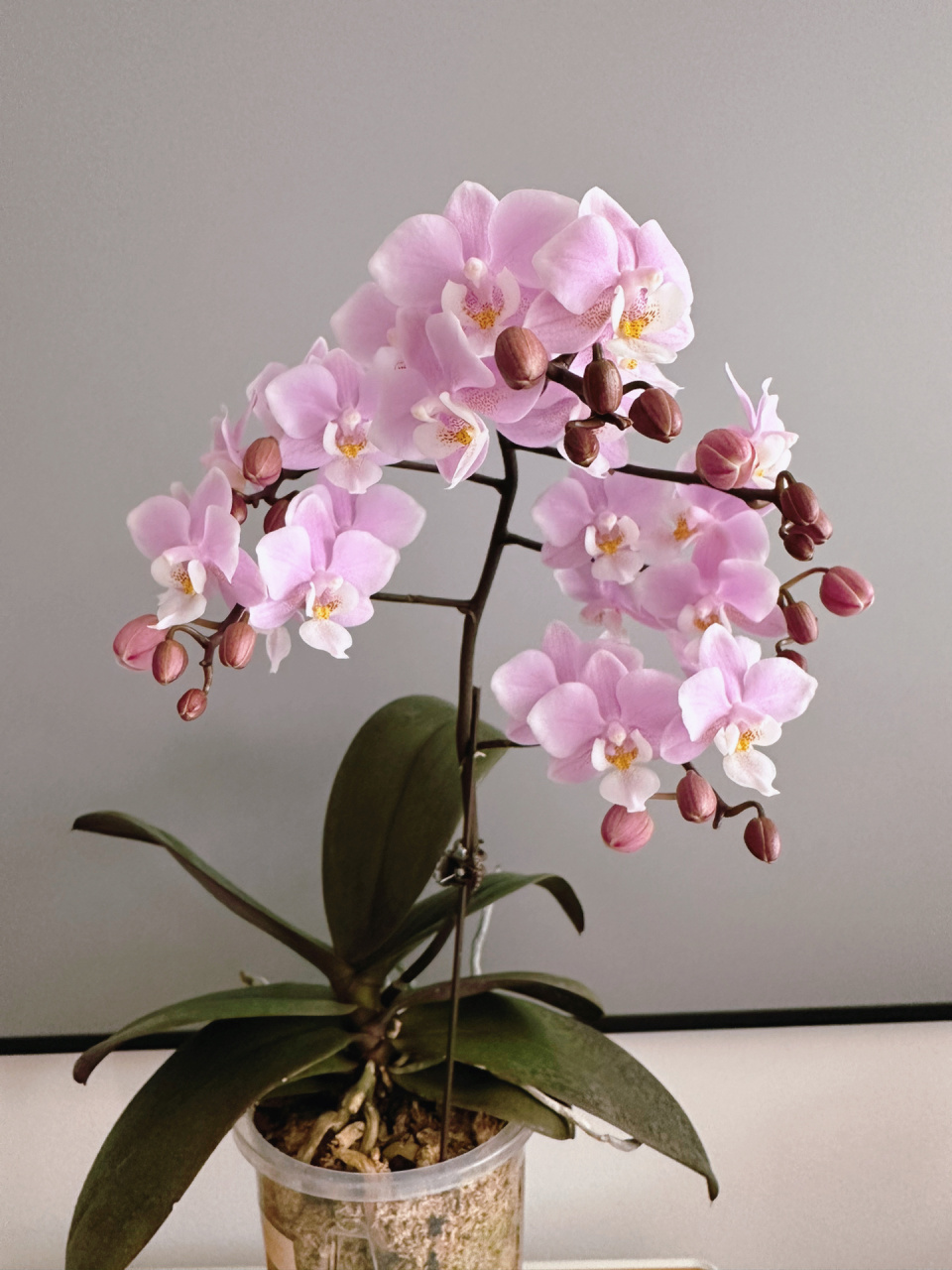 樱兰蝴蝶兰 椎名家的樱兰蝴蝶兰真是值得拥有,开花分叉多很容易开成花