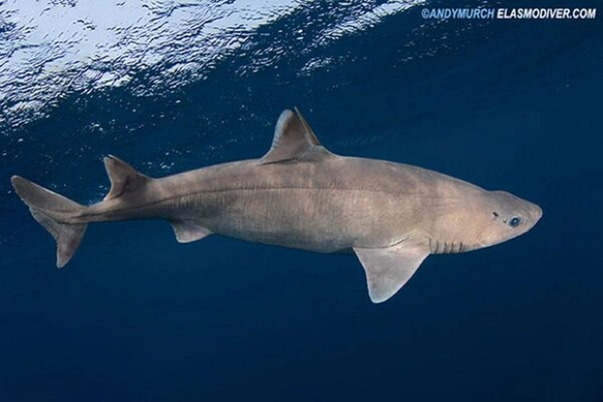 鲨鱼图鉴补充 图一卷盔鲨,图二澳洲卷盔鲨,图三长须卷盔鲨