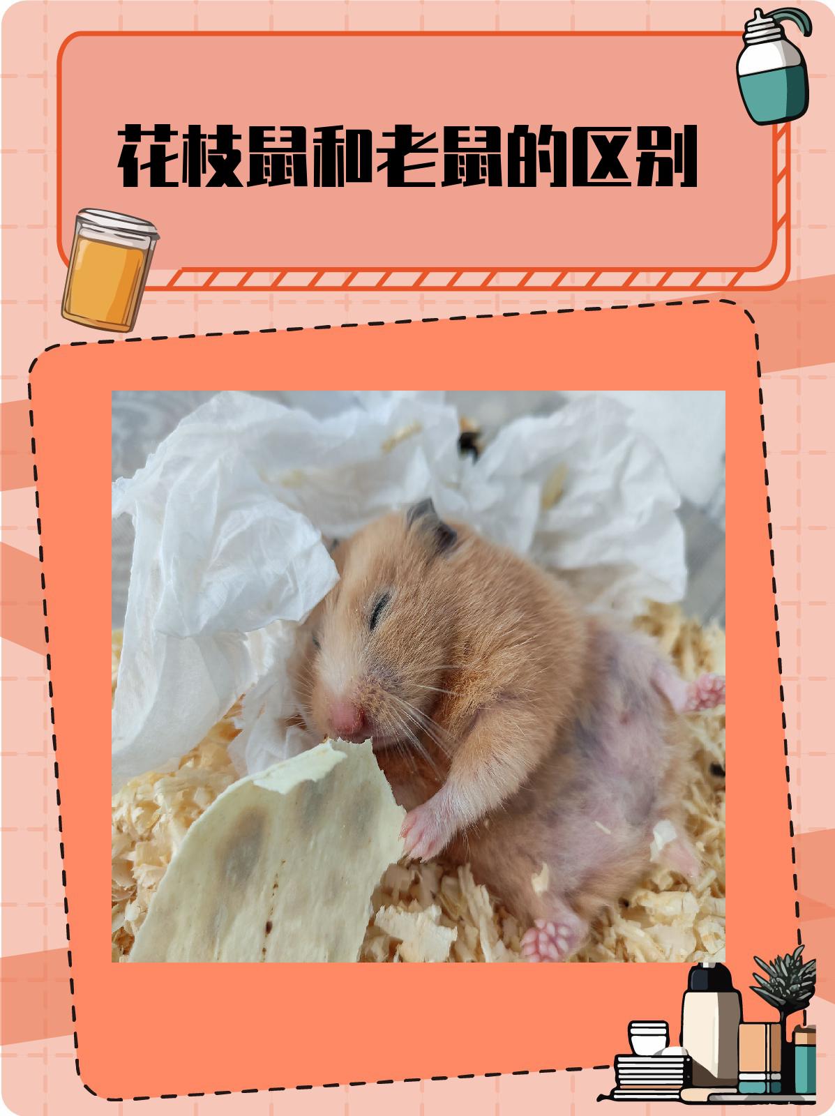 花枝鼠和老鼠的区别