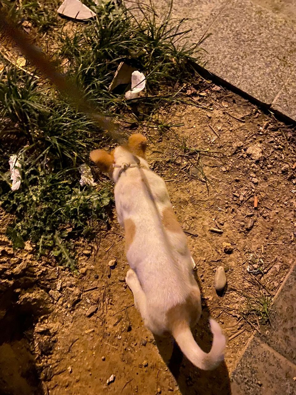 大家看看小狗这个肚子是吃饱了的状态吗