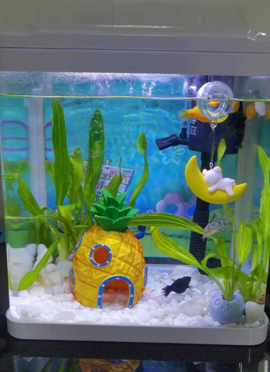 新手快乐缸改造 本想着养几条小鱼就行,没想到这个缸小不能养太多鱼