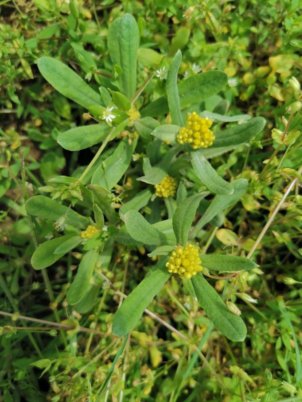 做青团,天然无污染的色素,不知道大虾家乡方言叫什么?