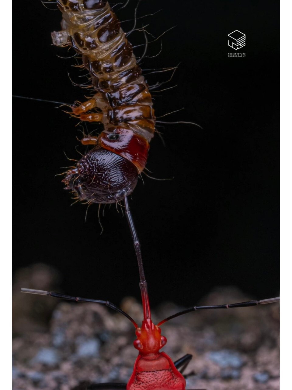 《角斗士》富士30微距拍摄 红蝽是陆生昆虫的一个科,没有单眼.在中欧