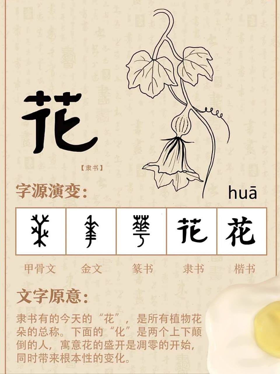 说文解字|【花】为什么消费叫花钱 6015我们现在使用的"花"字是