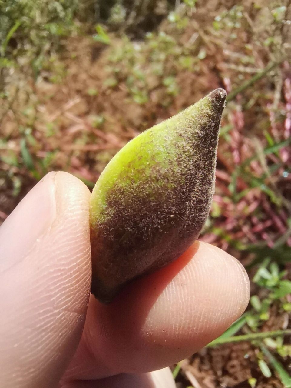 田野科普:这是地梢瓜,人间美味! 嫩!脆!甜!