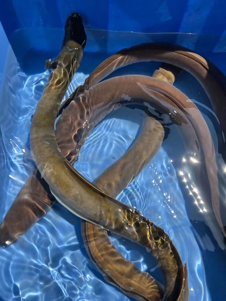 野山坑鳗,非常哇塞1.5斤至2.3斤左右一条,全国包活到家,包生猛到