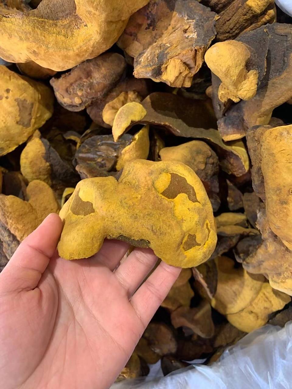 桑黄-简历 桑黄的功效 桑黄,这味古老的中药,名气远不如冬虫夏草,可是