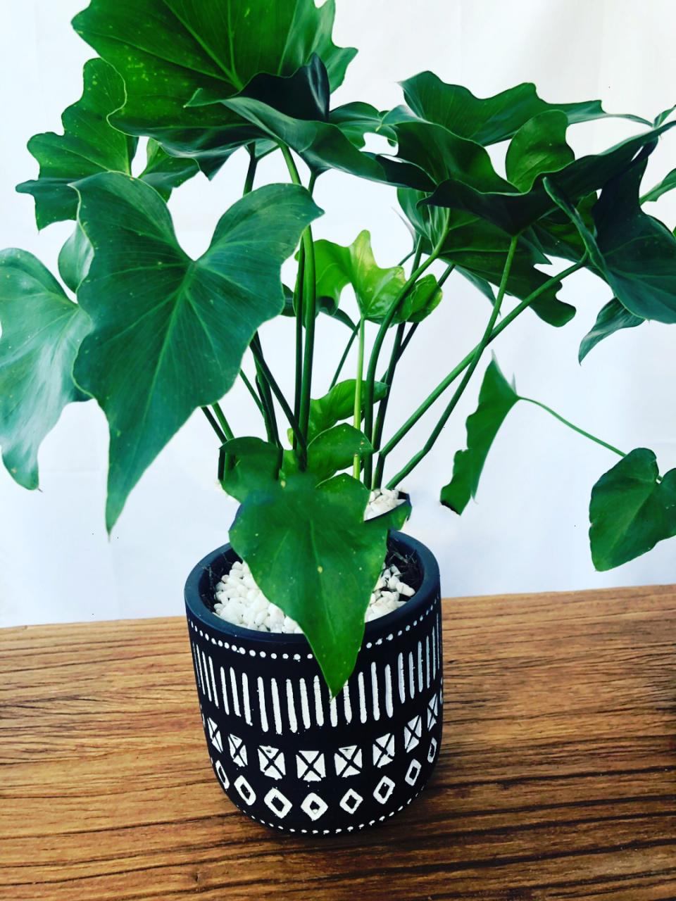 关于绿植春羽 (春雨)你了解多少?