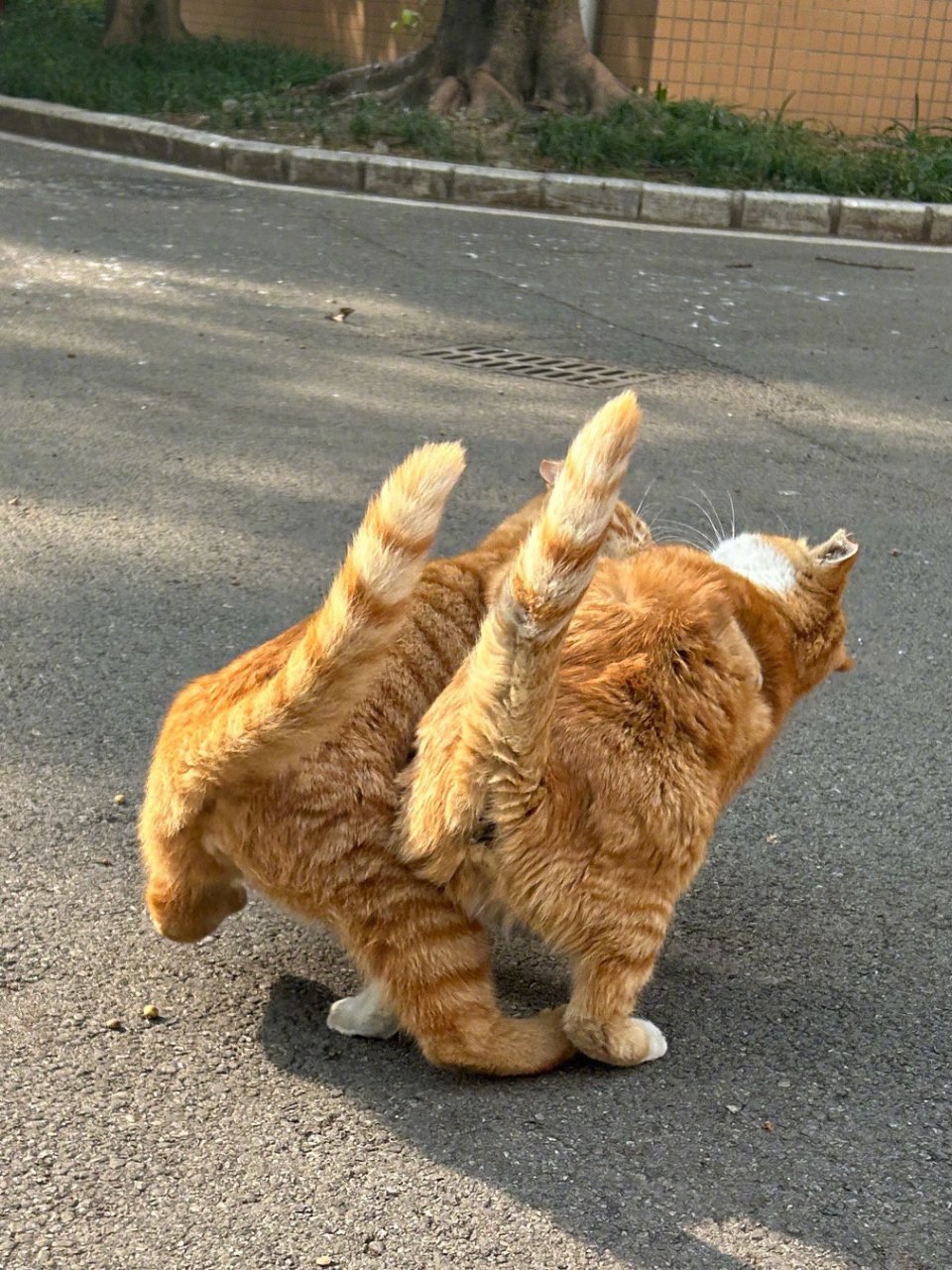 互扯头花的小猫咪