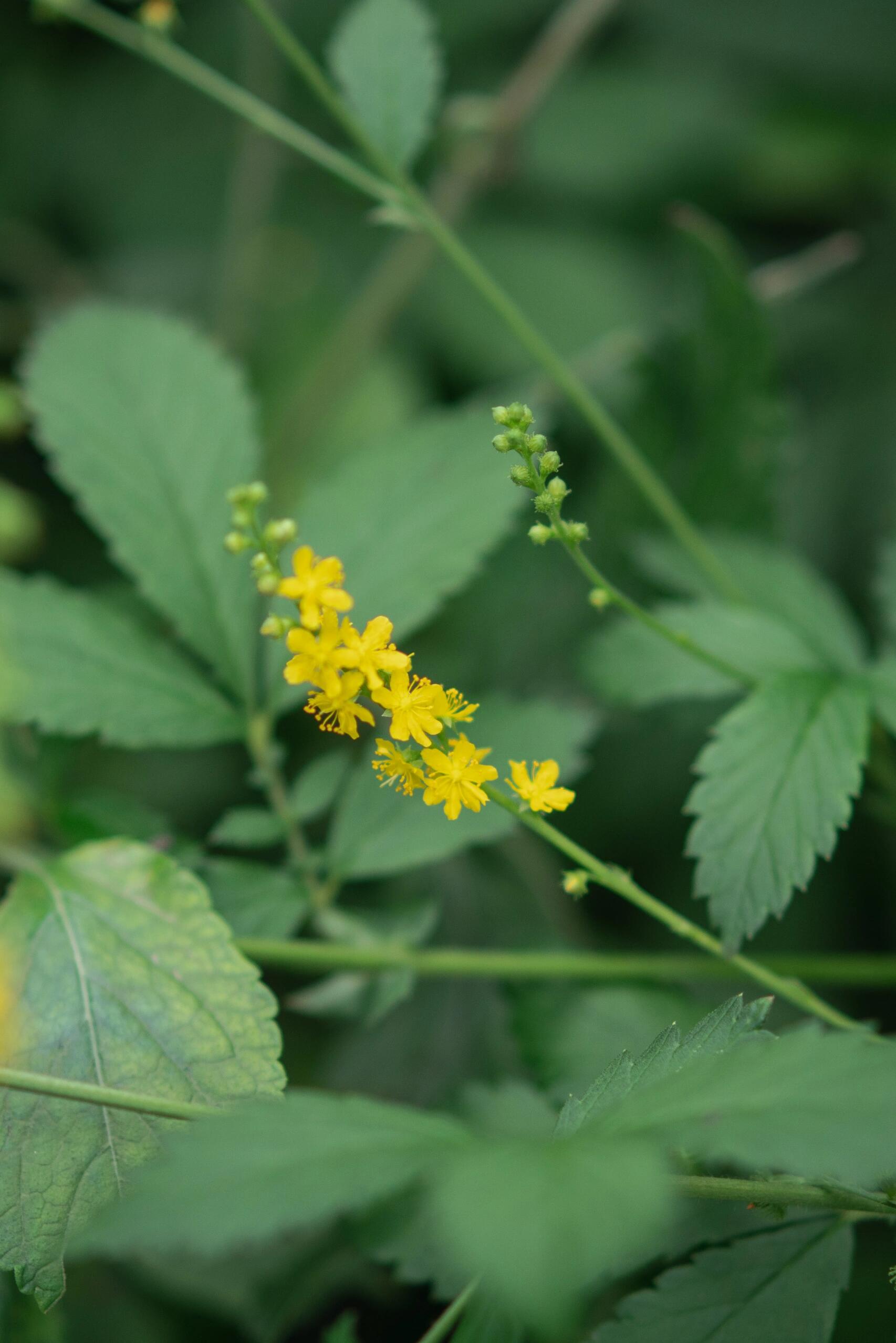 蔷薇科龙芽草属多年生草本植物.
