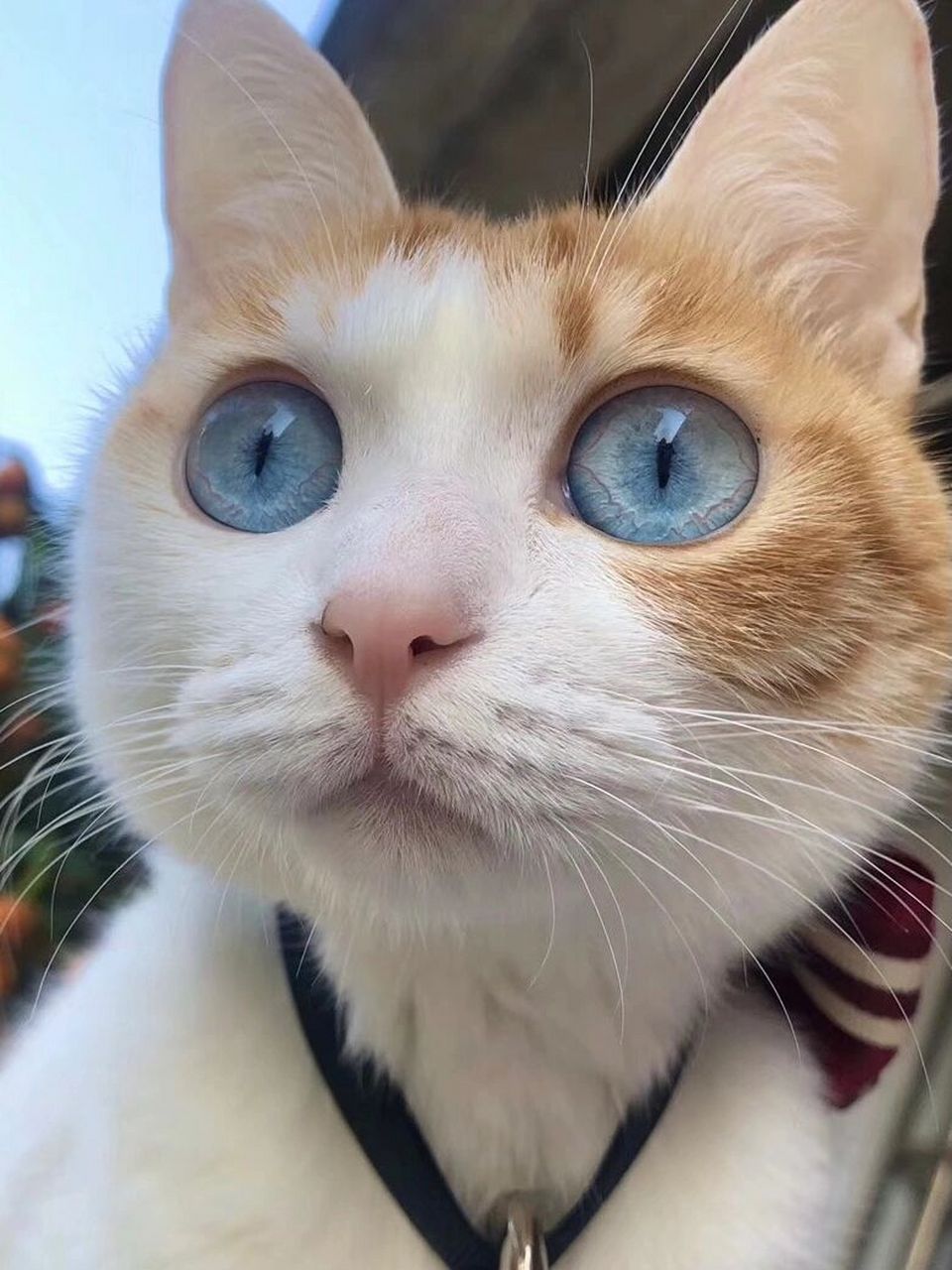 全网搜集蓝眼田园橘猫92|火的好突然9797 向大家自我介绍一下