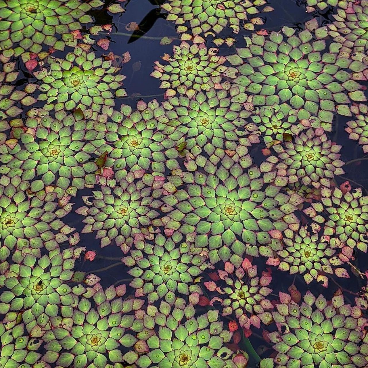 叶互生的植物图片