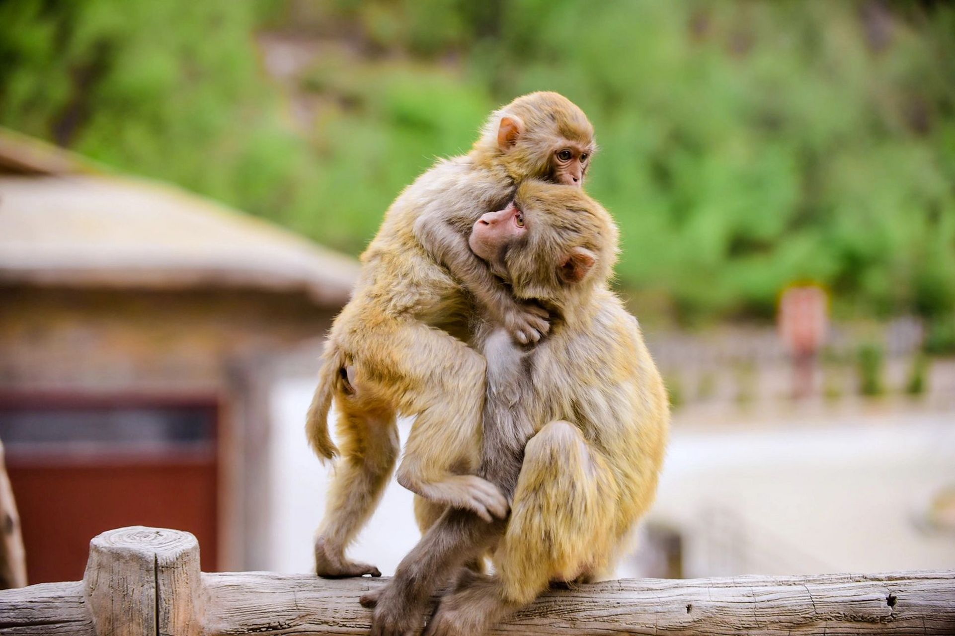 河南济源|五龙口猴山——亲子游玩好去处 若是给它喂过食, 它会牢牢
