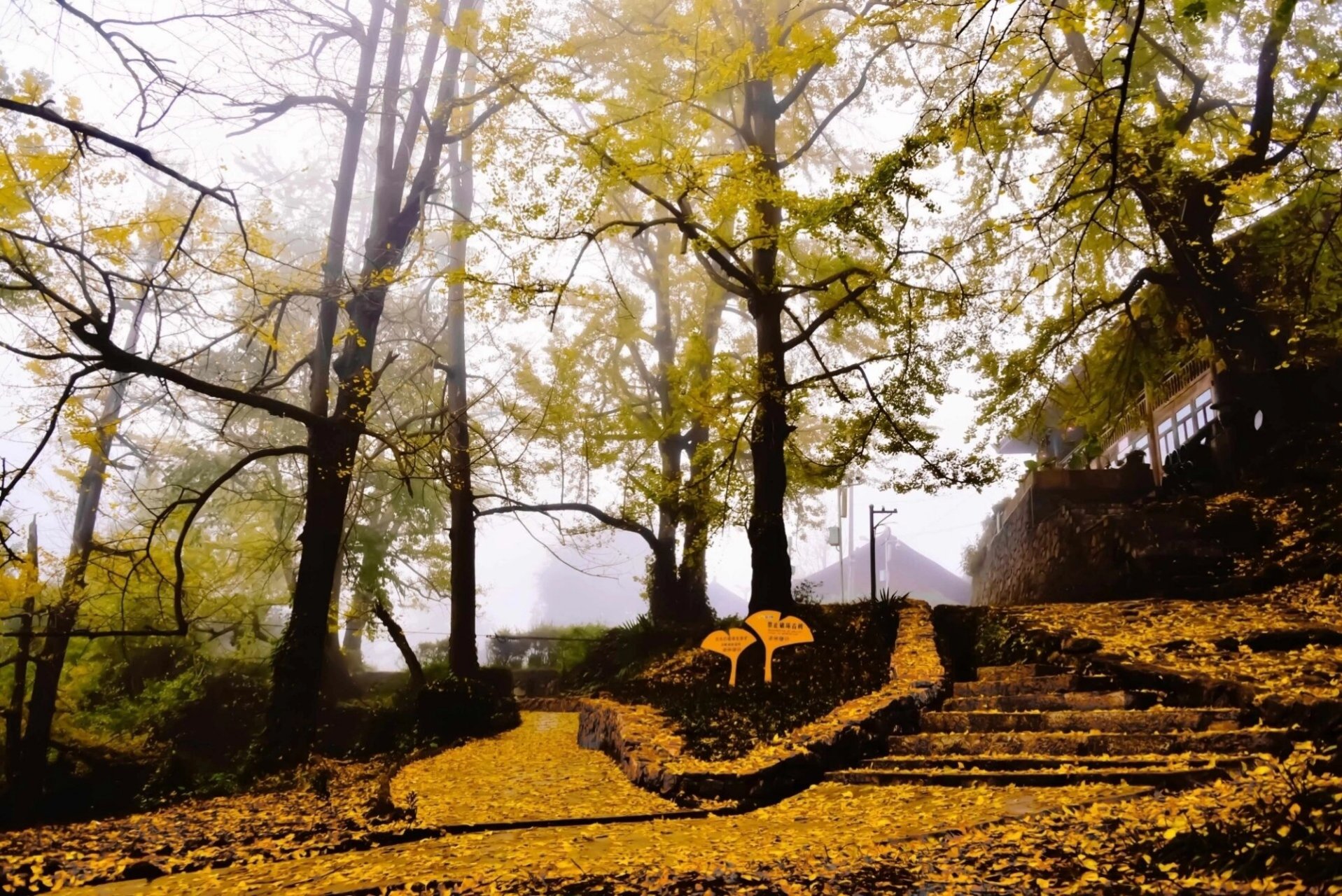 世界古银杏之乡|妥乐村|秋季必打卡之地92 从来银杏不负秋,如画山河