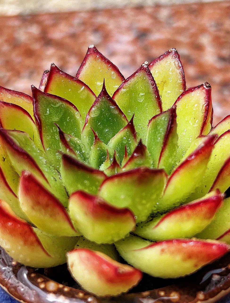 坐标大连-萤火虫多肉 萤火虫算是普货中比较上相的啦,现在的价格大概