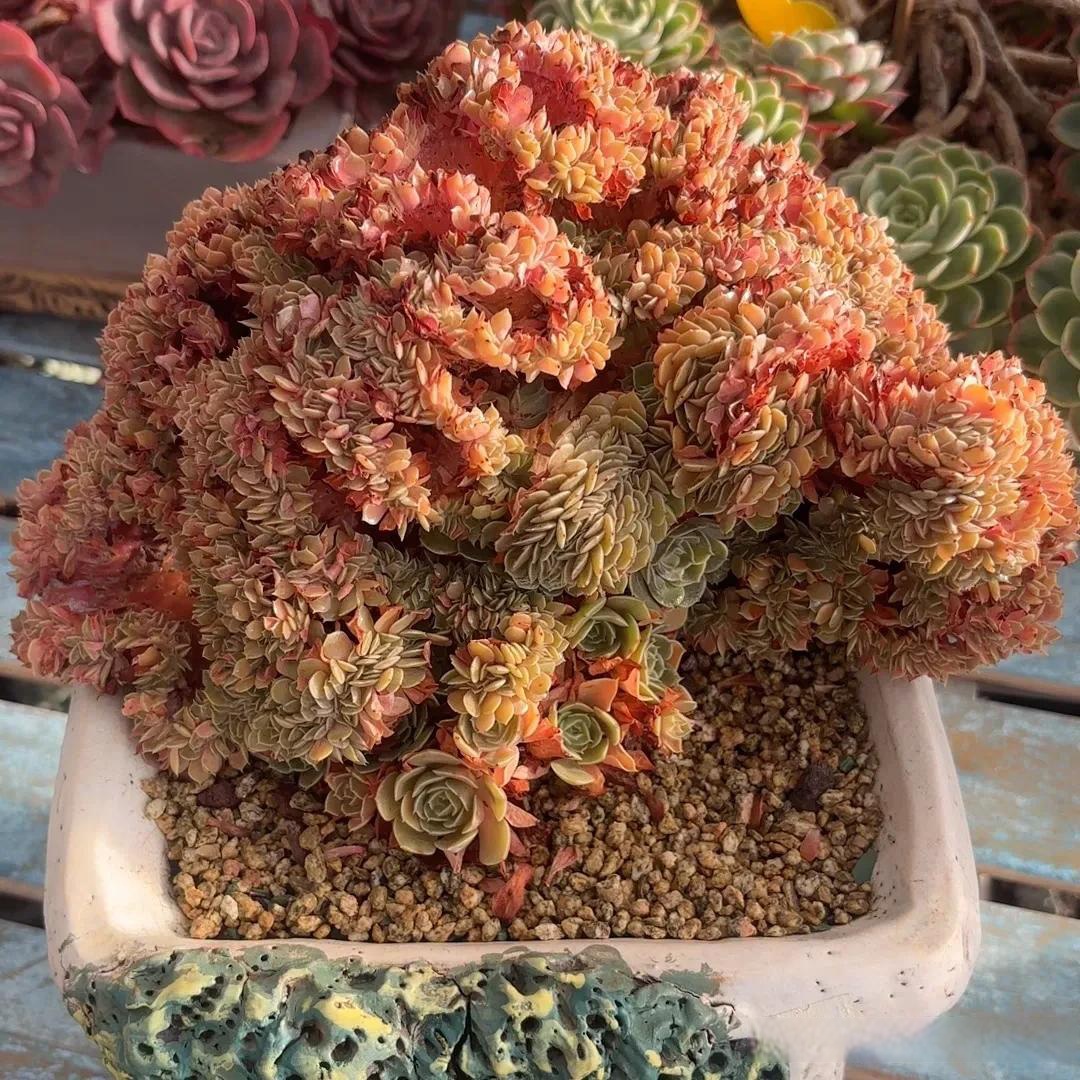 今日分享一组漂亮的多肉缀化 1.牡丹亭缀  2