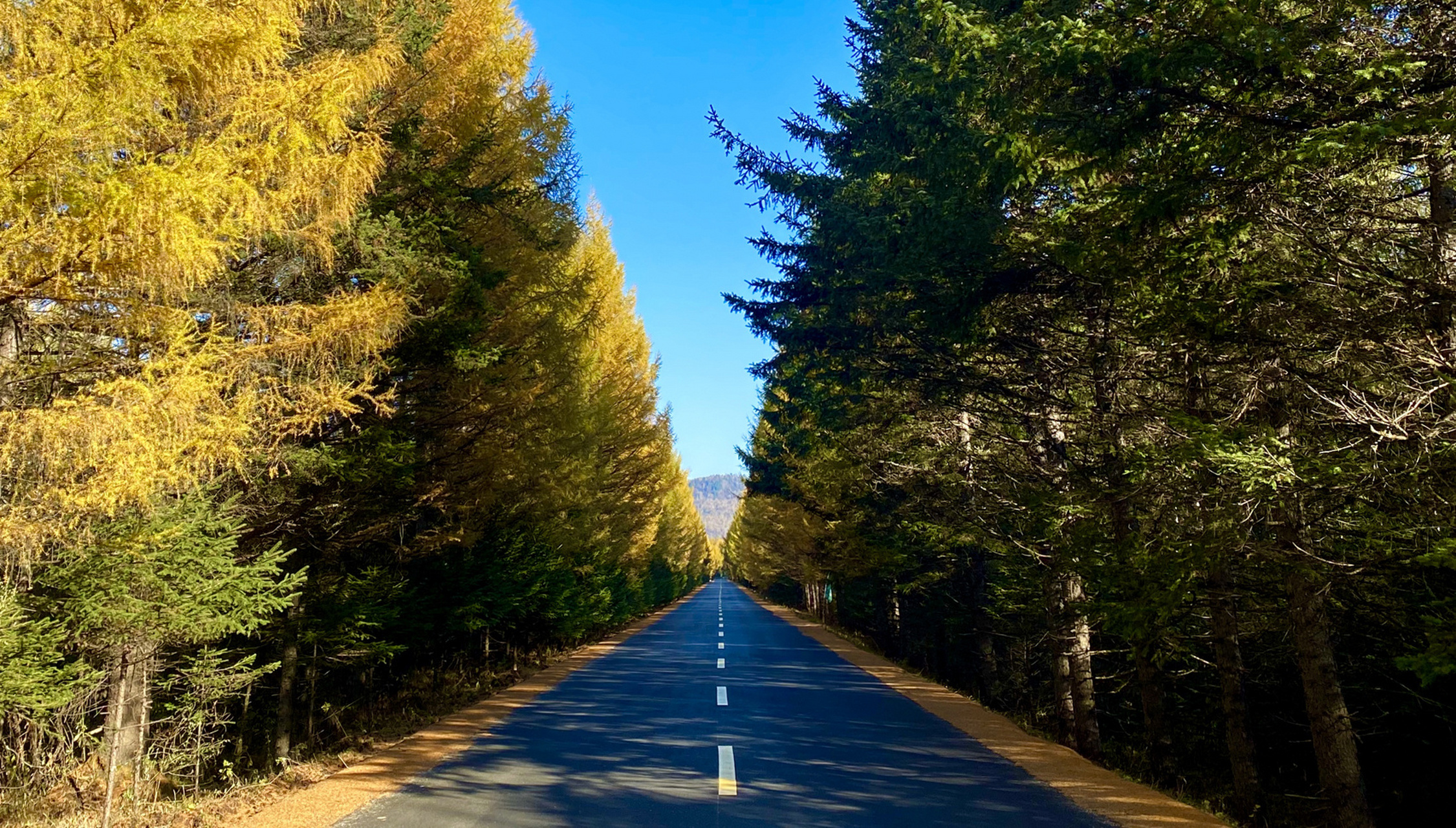 伊春|小兴安岭|乌带公路—最美森林公路|小众 如果你喜欢秋色,那一定