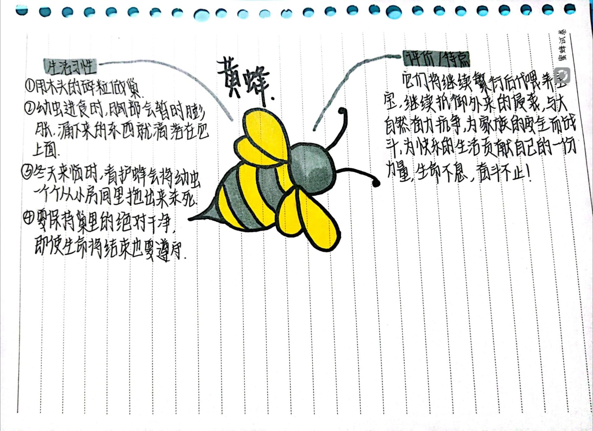 《昆虫记》思维导图