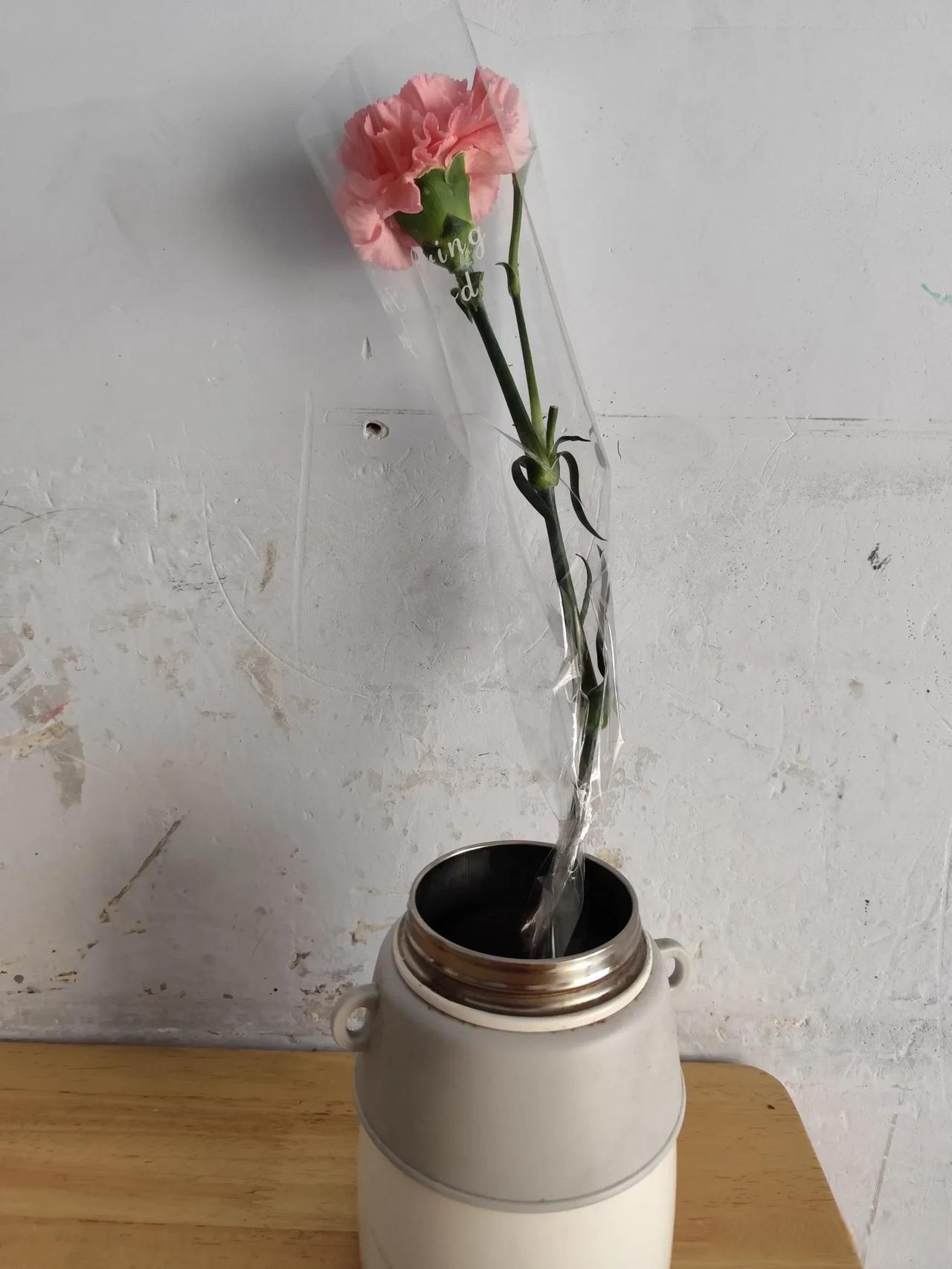 昨天,二年级女生小文给妈妈买的一支康乃馨鲜花,准备作为三八节礼物