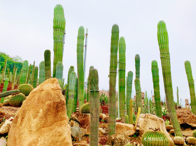 漳州双第华侨农场蜗牛村的