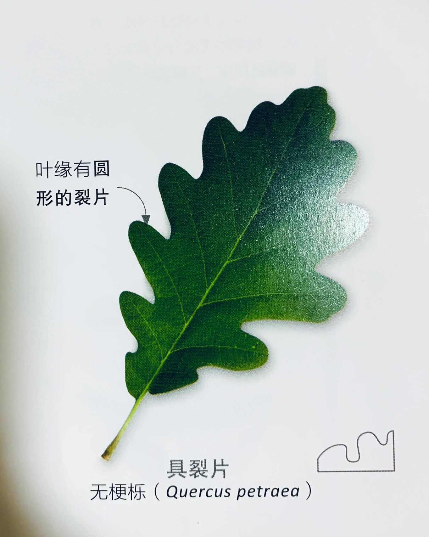 是可用于鉴定植物种类的独特特征 ·叶缘的形状有助于植物适应环境