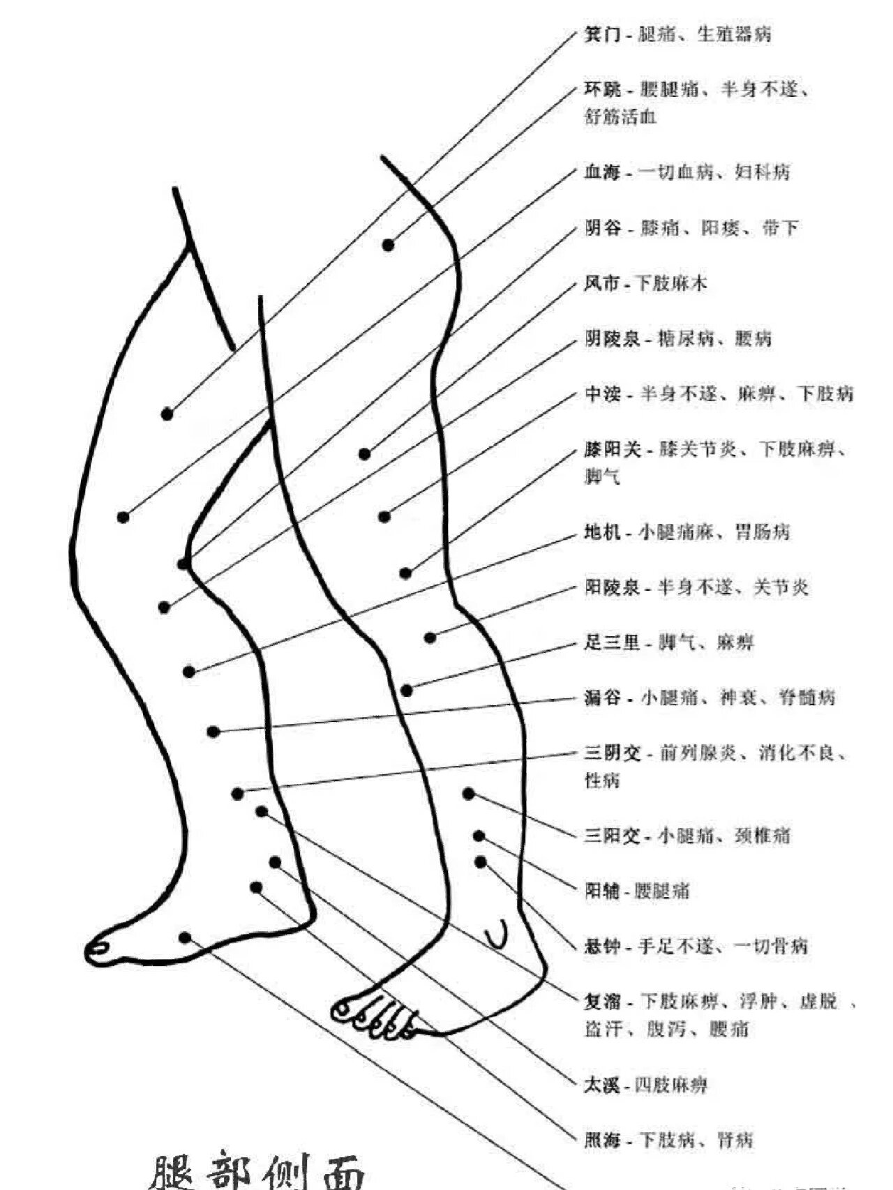 经络图大腿内侧是什么经络腿部经络的准确位置图和作用腿部经络腿部