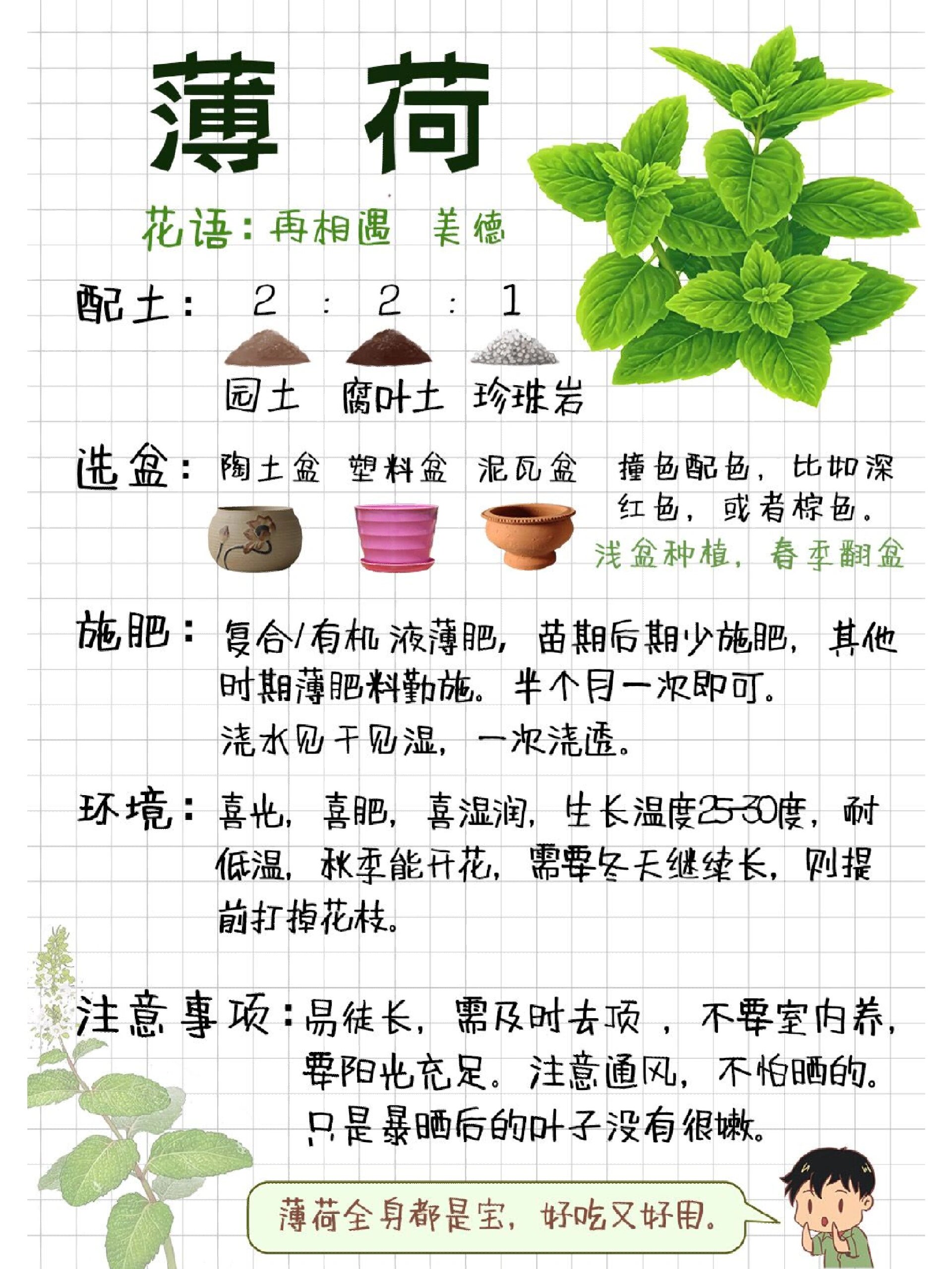 薄荷菜的功效图片