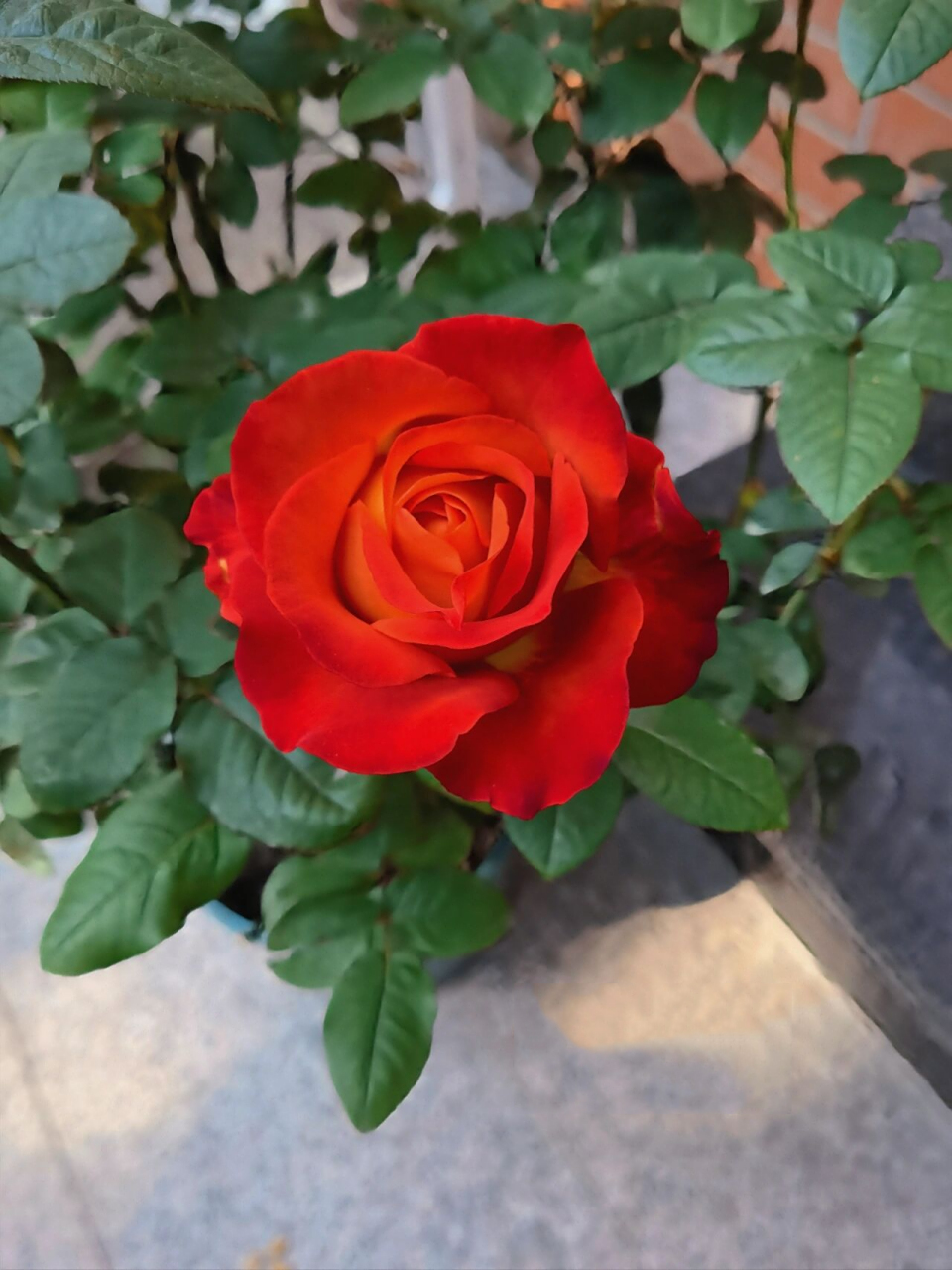 咖啡时间月季 这是我种草很久的品种,今年秋天终于买到了.