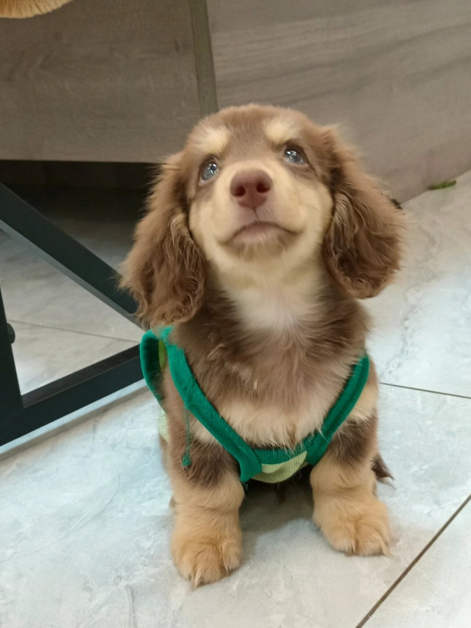 【买家秀】超高颜值的巧克力奶油弟弟 这不就是妥妥的迪士尼小狗98