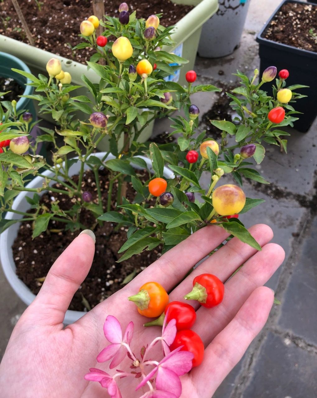 之前看到网图的七彩辣椒七彩番茄,一棵植物上一堆不同颜色的果子很是