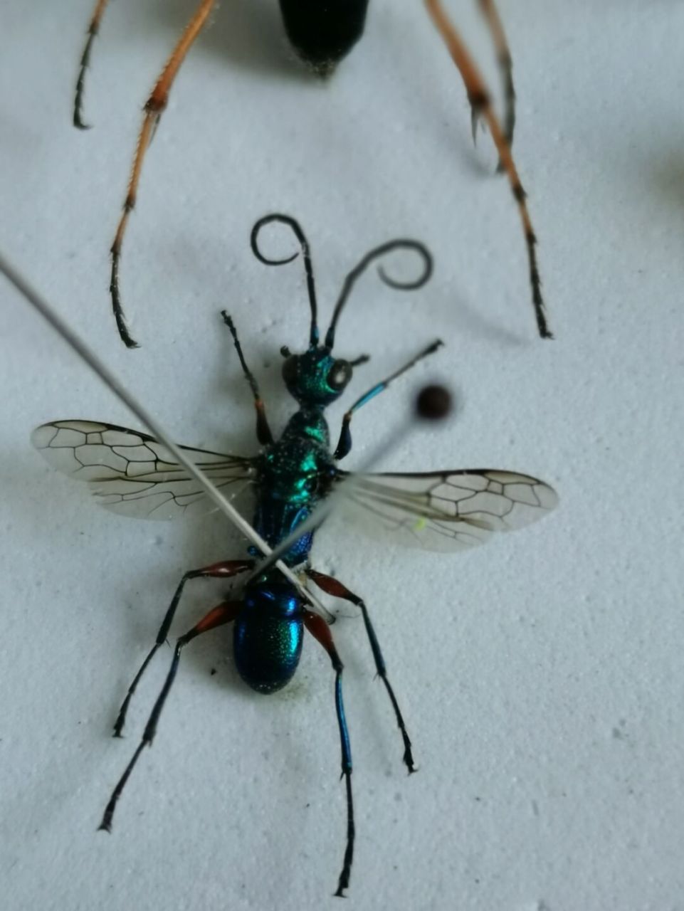 自然界的金属蓝色——蓝泥蜂 属于节肢动物门,昆虫纲的一种昆虫.