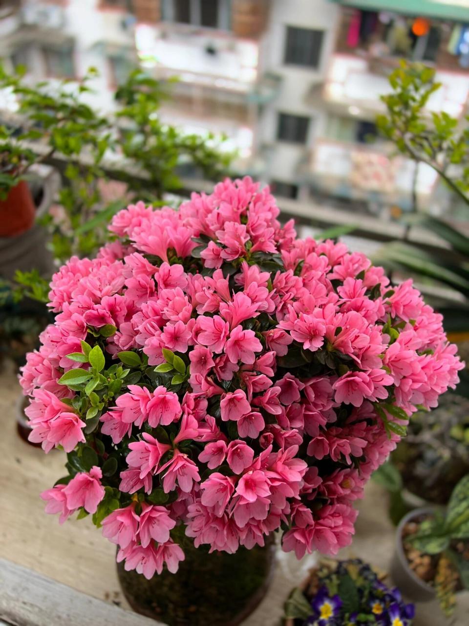 腊皮杜鹃 这个东西还在开,优秀