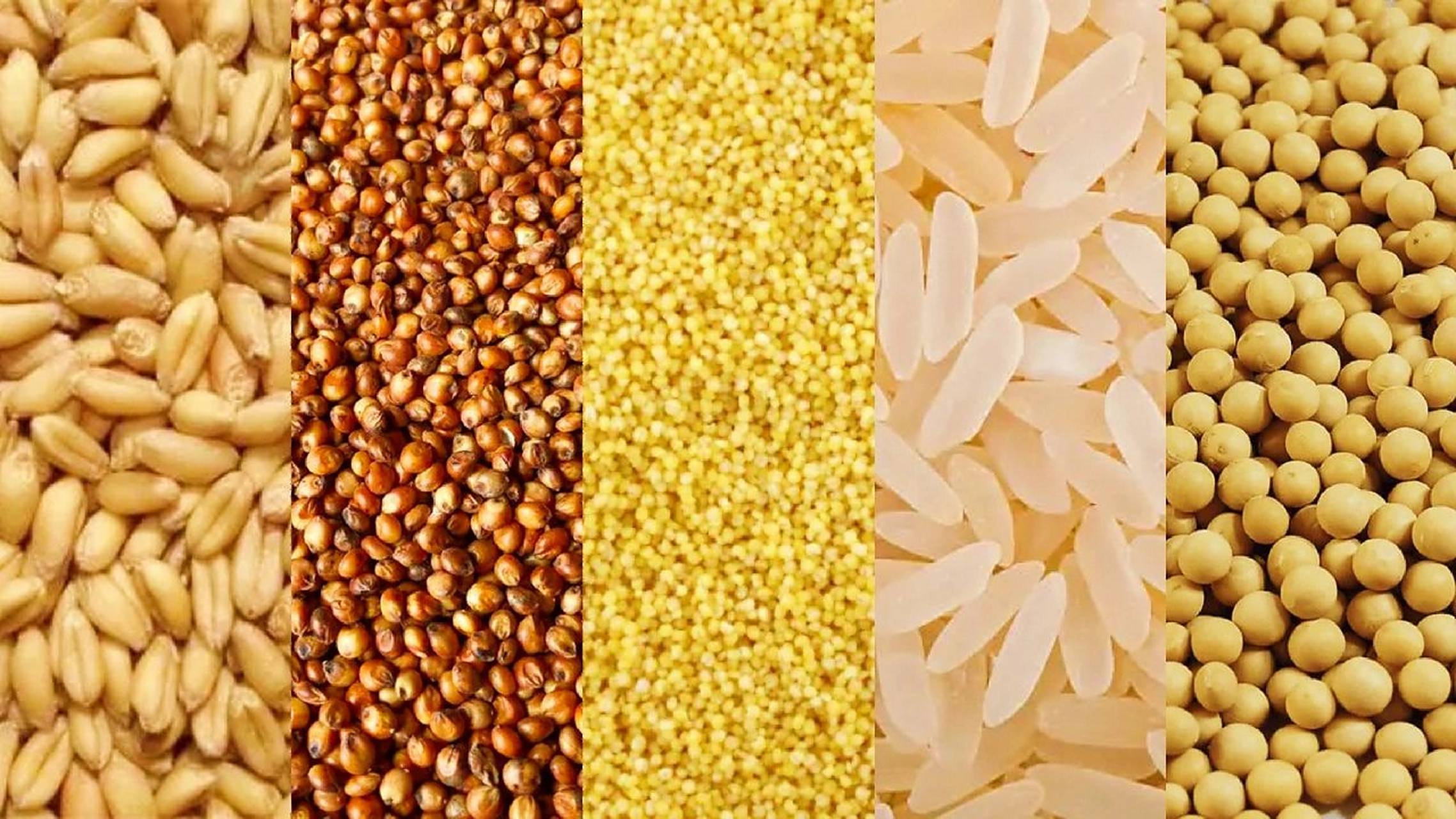 一张图认识五谷 中医饮食观:饮食就是用你的元气化谷气的动态平衡过程