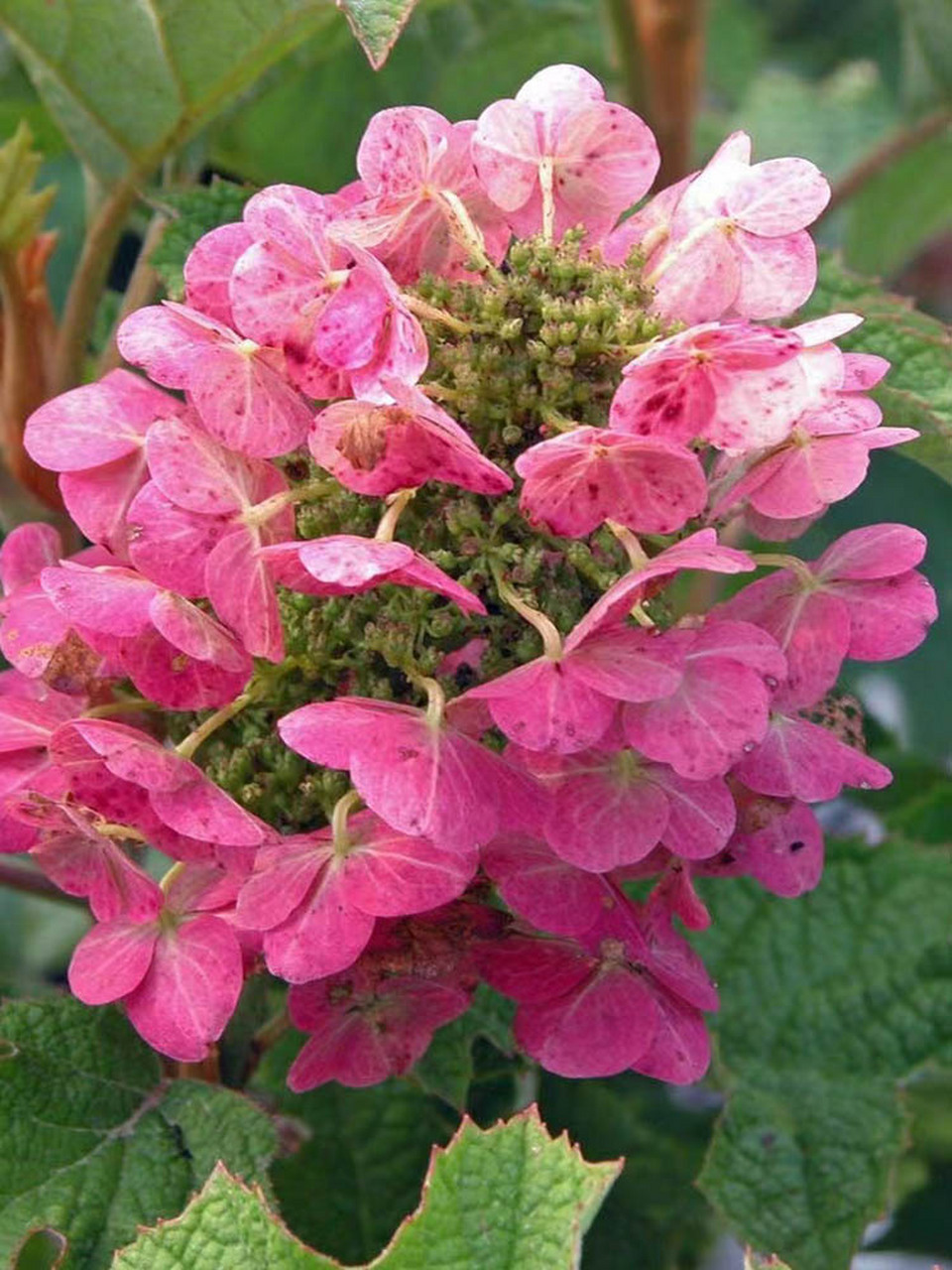 栎叶绣球红宝石拖鞋 拥有硕大的花序,这些花朵呈白色,然后逐渐开放为