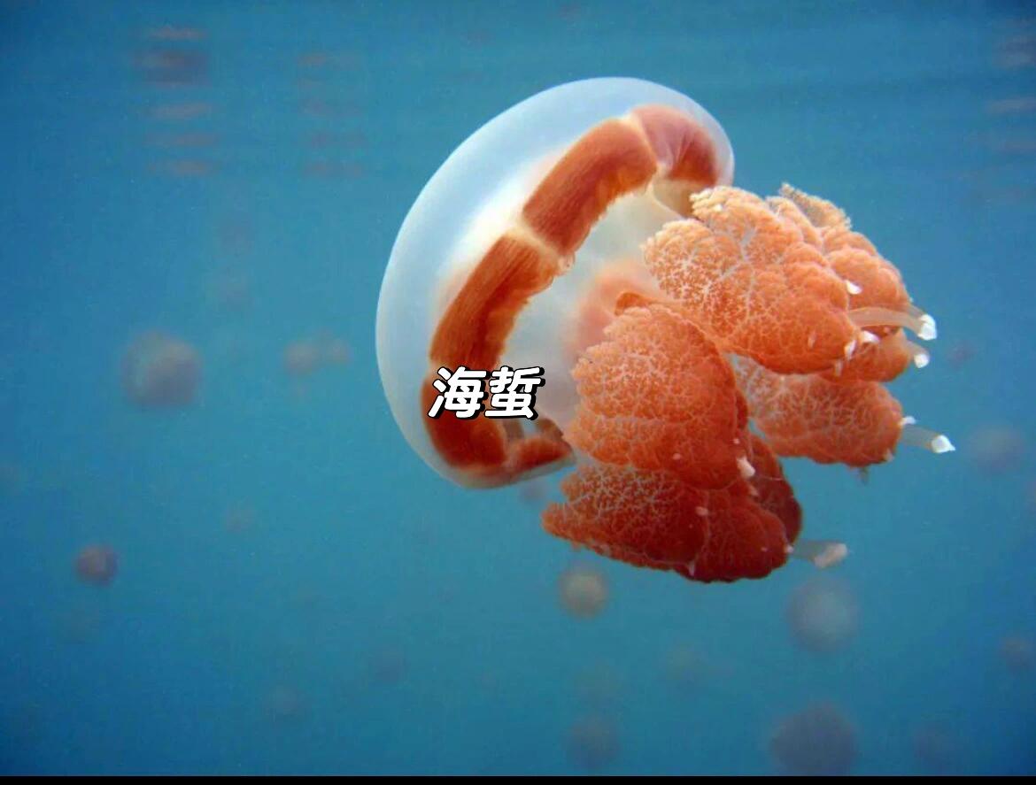 怎样区分海蜇和水母75157515  外形区别:海蜇的表面光滑,成体