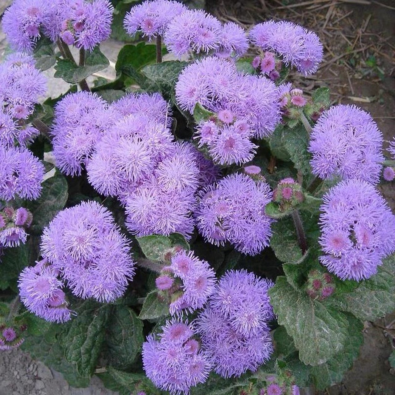 藿香蓟的种植方法及功效 花语:生机勃勃,敬爱崇拜,团结圆满 藿香蓟