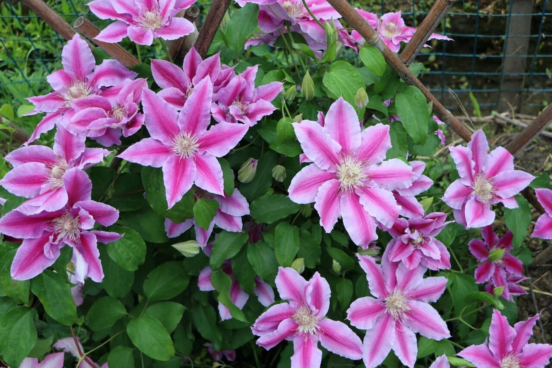 那些年种过的铁线莲——鲁佩尔博士 品种:鲁佩尔博士 修剪类别:二类轻