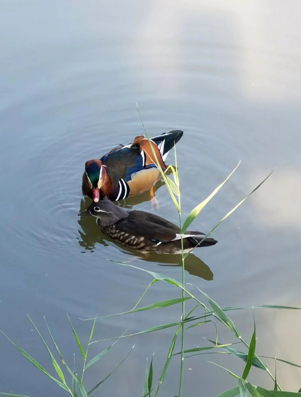 遇见野生动物|鸳鸯戏水荡池塘 #遇见野生动物的奇妙时刻# #手机摄影