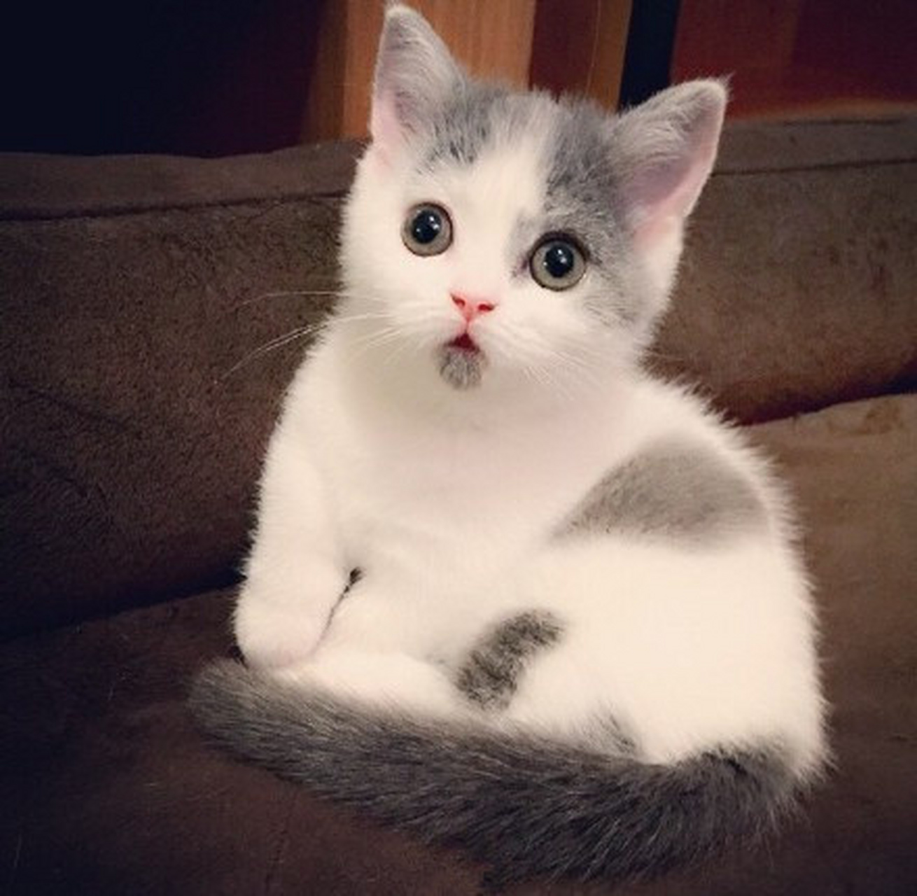 自带惊讶表情的猫,太可爱了给你一天好心情~