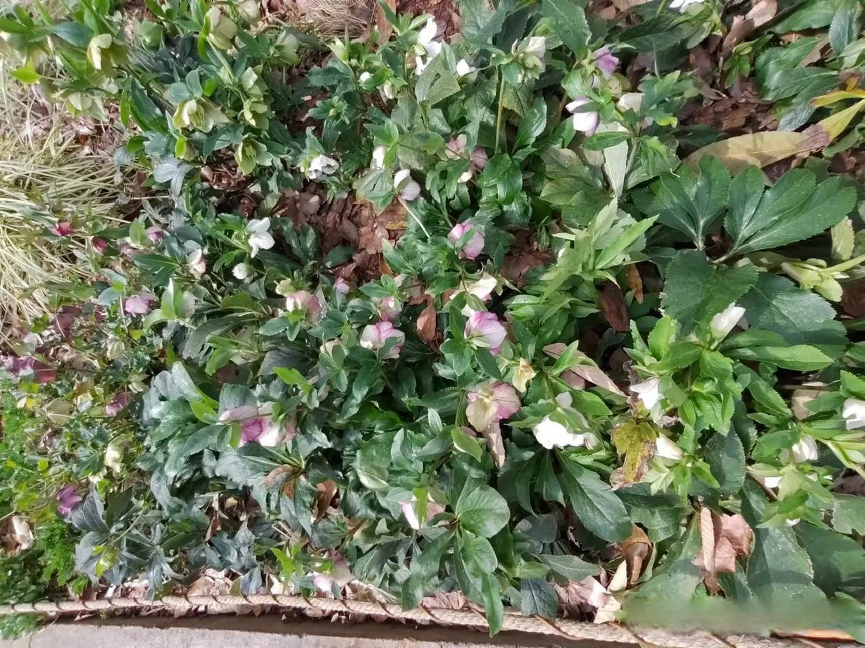 铁筷子:毛茛科铁筷子属的多年生植物,别名圣诞玫瑰,双铃草,冰凉花等