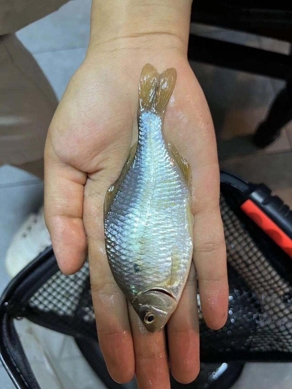 挑战全网最大鳑鲏哦,125mm长呢 rt