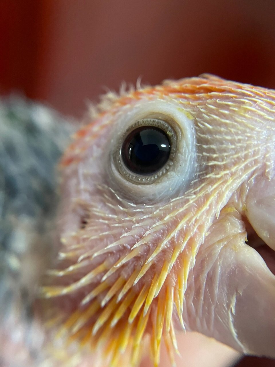 尾脂腺(图二) | 为什么你的鸟养那么差 尾脂腺的分泌物主要是一种能被