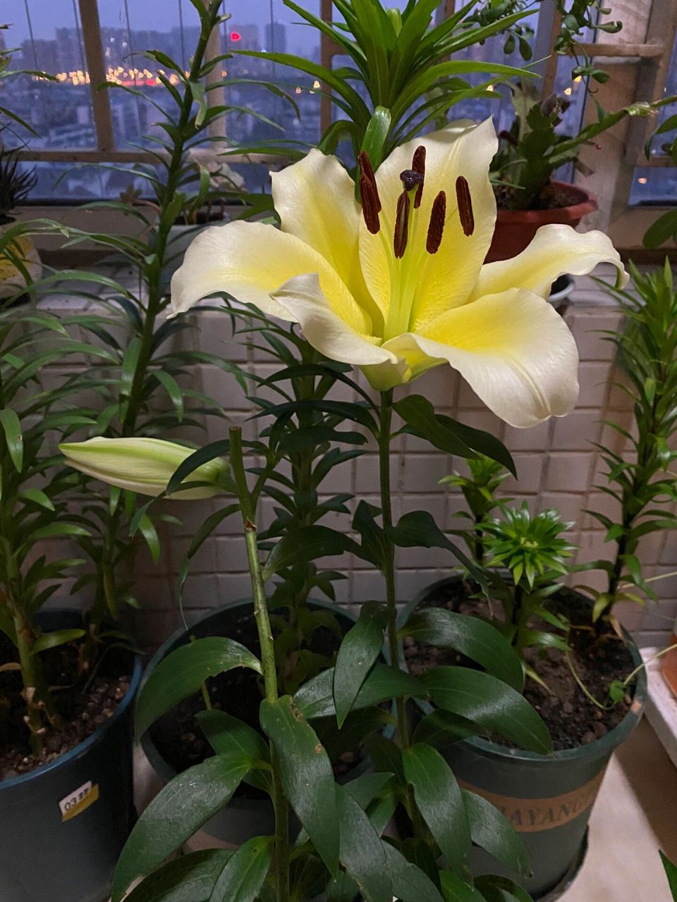 秋天的温暖黄-百合木门 下班回家,推开门就闻到一股非常浓郁的香味