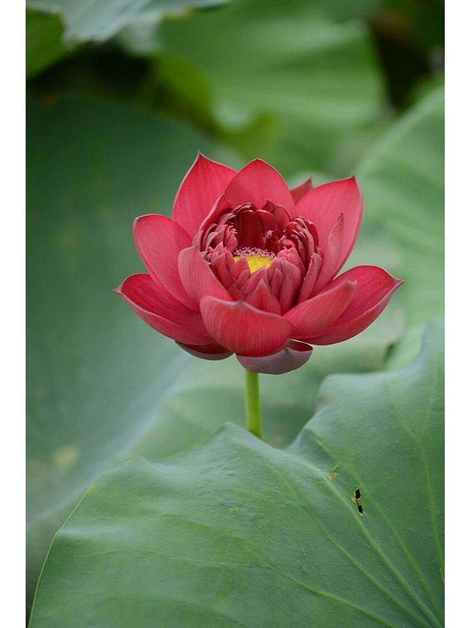 红色荷花(我的绘画素材)